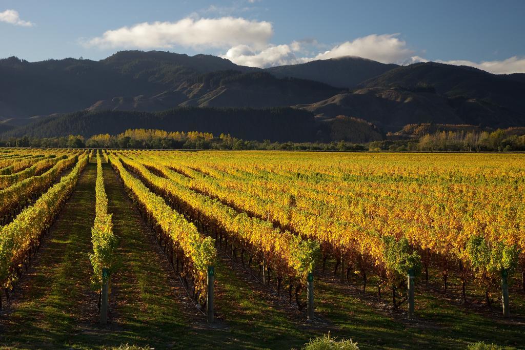 Vintners Retreat Otel Blenheim Dış mekan fotoğraf